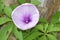 Green Periwinkle plant with flowers