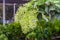 Green Petrea volubilis,Petrea volubilis,Queen`s Wreath
