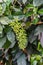 Green Petrea volubilis,Petrea volubilis,Queen`s Wreath