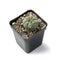 Green Peyote cactus in a pot