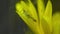 Green phasmid on yellow flower