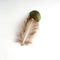 Green pheasant Turkey bird feather isolated on white background