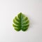 Green philadendron leaf on a white background. Minimal design