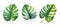 green philodendron leaf watercolor ai generated