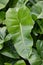 Green Philodendron leaves