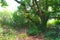 A green photo of a tree-house that was destroyed