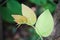 Green Phyllanthus acidus leaf