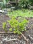 Green Phyllanthus reticulatus leaves in the garden