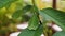 Green Phylliidae sticking under a leaf and well camouflaged and themes towards the stem on a tropical forest