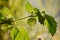 Green physalis on branch as background