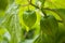 Green physalis in a public garden