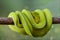 Green Phyton Tree   snakes