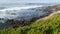 Green pigface sour fig succulent over pacific ocean splashing waves. Ice plant greenery on the steep cliff. Hottentot sea fig near