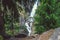 Green pine on background big Jogini waterfall in Vashisht