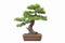 Green pine bonsai isolated