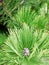 Green pine branch with sharp needles.