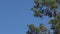 Green pine branches on the background of blue sky