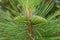 Green pine branches with cones. Pine forest, clean air, ozone.