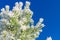 Green pine branches covered with frost against the blue sky. Snow lies on the branches of spruce, close-up, space for text. Frosty