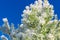 Green pine branches covered with frost against the blue sky. Snow lies on the branches of spruce, close-up, space for text. Frosty