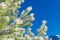 Green pine branches covered with frost against the blue sky. Snow lies on the branches of spruce, close-up, space for text. Frosty