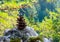 Green pine cone on a stone at the forest. Evergreen woods landscape.