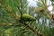 Green Pine Cones. Young green pine cones close-up on a tree