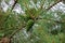 Green Pine Cones. Young green pine cones close-up on a tree