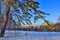 Green pine at the edge of the winter forest