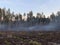 Green pine forest in the smoke, view from afar. Tall pine trees after a fire against the sky. Picturesque forest landscape