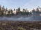 Green pine forest in the smoke, view from afar. Tall pine trees after a fire against the sky. Picturesque forest landscape