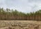 Green pine forest, view from afar. Tall, beautiful pine trees on a background of cloudy sky. Picturesque forest landscape. Concept