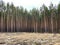 Green pine forest, view from afar. Tall, beautiful pine trees on a background of cloudy sky. Picturesque forest landscape. Concept