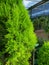 Green pine leaves texture and background