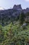 Green pine with mount Averau on the background, Falzarego pass, Dolomites, Italy