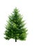 Green pine tree