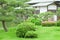 Green pine tree, backyard and traditional Japanese house