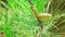 Green pine tree cone on branch with big needles.