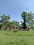 The green pine tree and overall green veiw with the old building