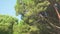 Green pine trees against blue sky.