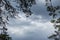 Green pine trees branches on epic cloudy gray sky