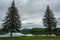 Green pine trees at lakeside under overcast sky