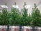 Green pine trees in silver pots for sale