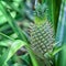 Green pineapple growing on the branch