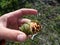 Green pinecone of dwarf cedar in hand