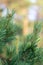 Green pinecone on pine branch