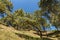 Green pines on the mountainside, Dakshinkali Nepal