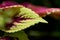 Green and Pink Coleus Macro