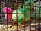 green and pink coloured chicks