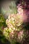Green pink Hydrangea flowers, dark